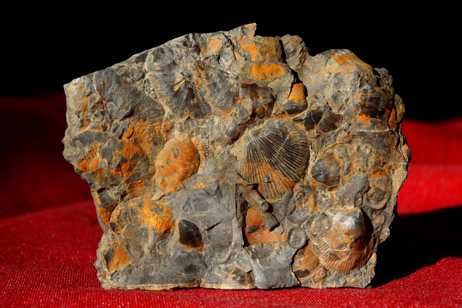 Late Ordovician, Brachiopod and Bryozoan