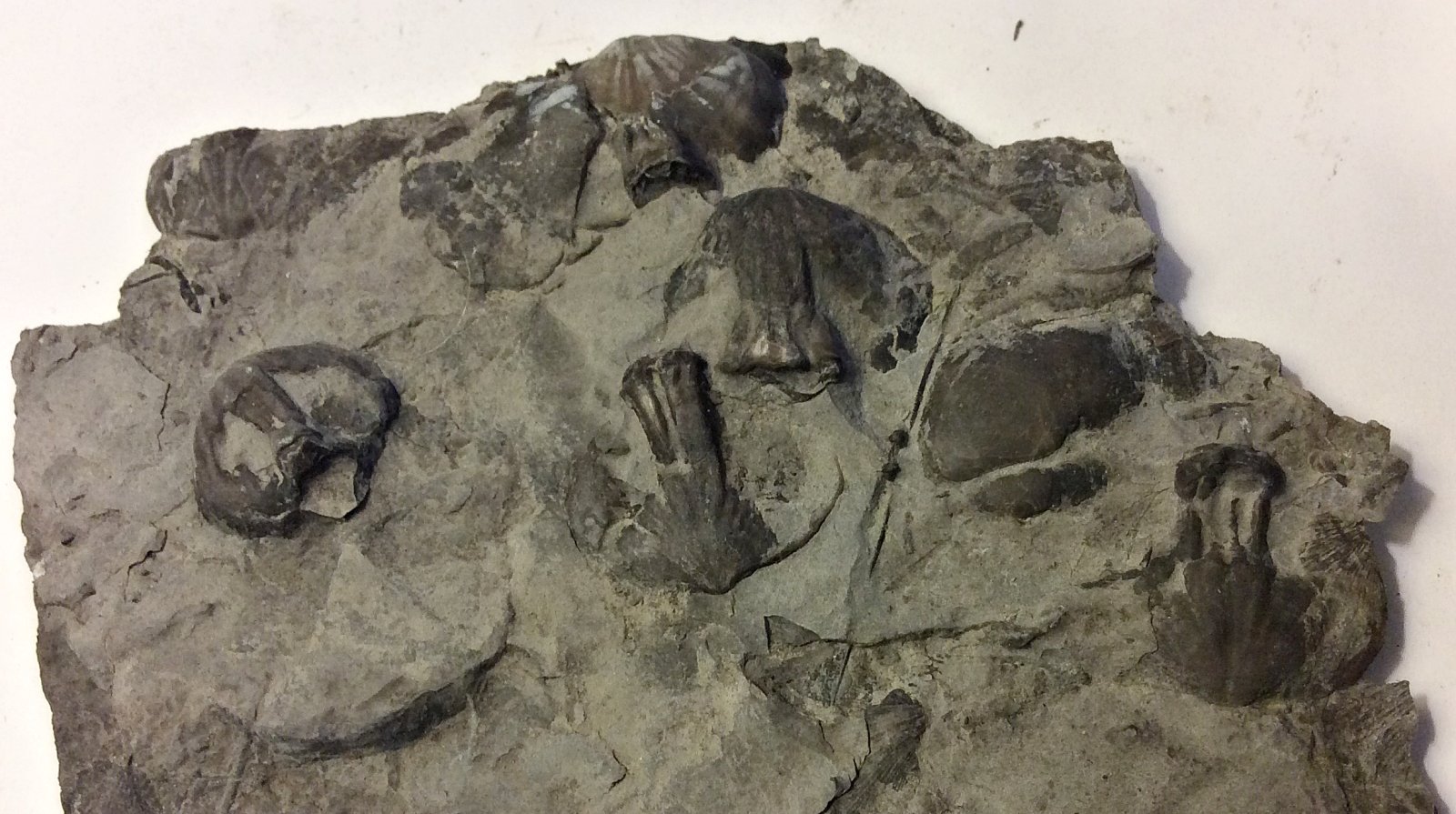 Cluster of Eatonia (Rhynchonellid) Brachiopods