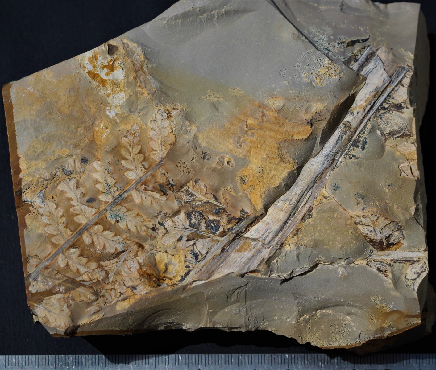 Pachyptes crassa and un-identified stem piece. Middle Jurassic, Injune Creek Beds.Oakey, Queensland Australie