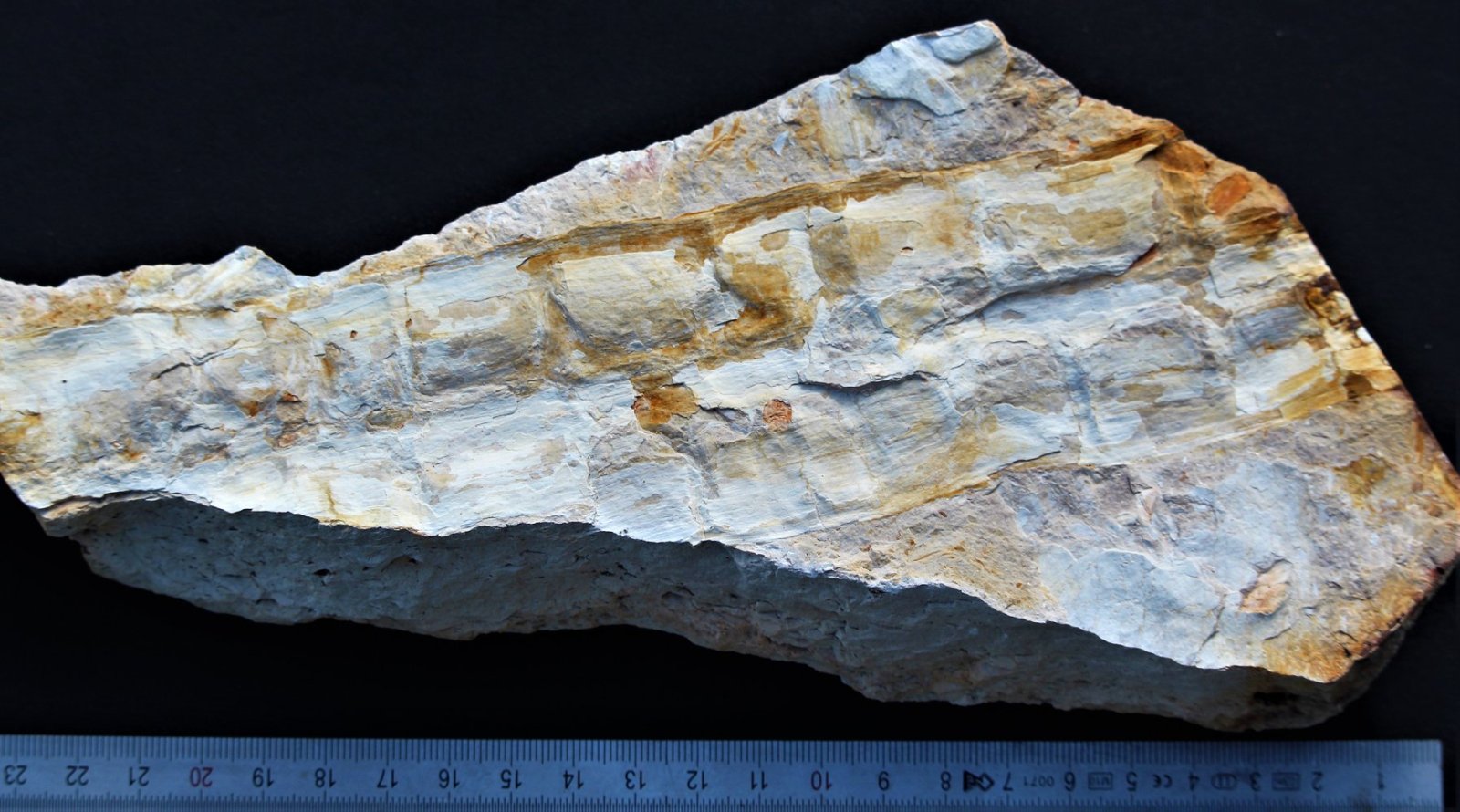 Vertebraria indica. Late Permian. Illawarra Coal Measures, Dunedoo Formation.Cobbora, New South Wales.Australia