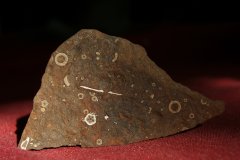 Late Ordovician, Crinoid Ossicles