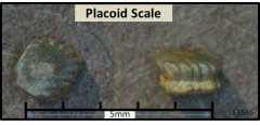 Placoid Scale