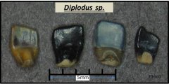 Diplodus sp.