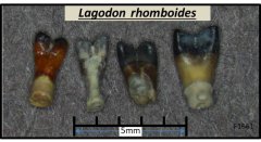 Lagodon rhomboides