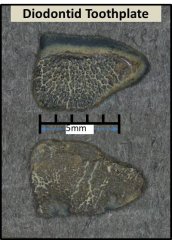 Diodontid Toothplate