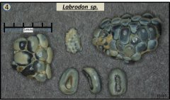 Labrodon sp.