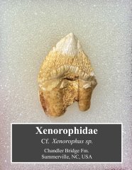 Xenorophidae