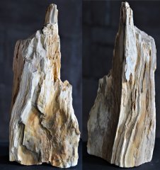 Fossil wood from Blois, edge of the Loire,tertiary,France