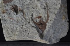 Hemitrapa heissigi miocene Near Augsburg Germany