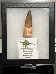 Spinosaurus aegyptiacus tooth