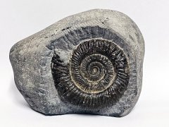 Whitby Dactylioceras ammonite