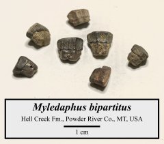 Myledaphus ray teeth