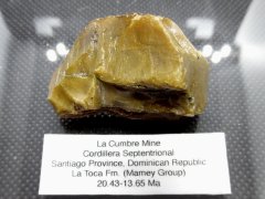 Dominican Amber (La Toca Fm., 20.43-13.65 Ma)