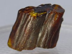 Fushun Amber (Guchenzgi Fm., 56-50 Ma)