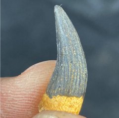Plesiosaur Tooth