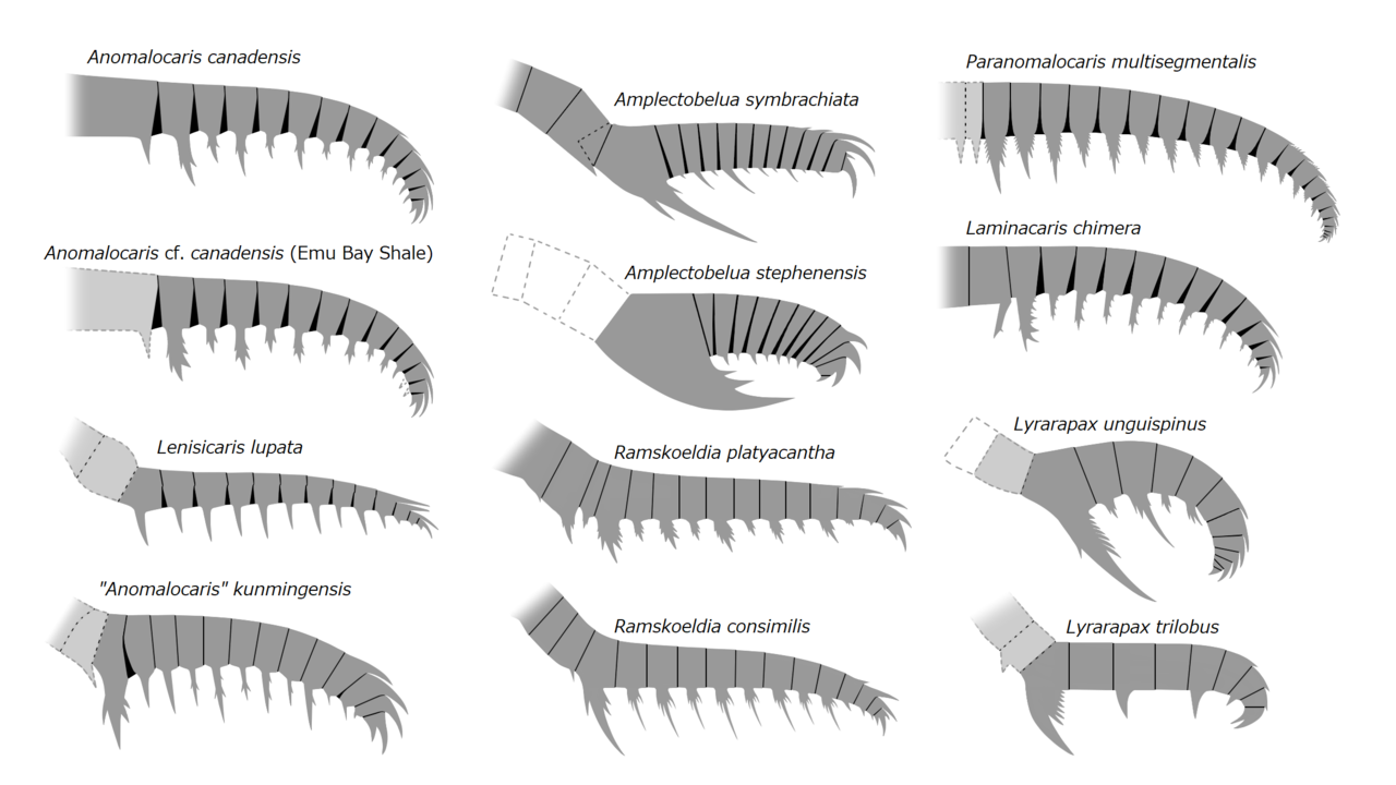 20191221_Radiodonta_frontal_appendage_Anomalocarididae_Amplectobeluidae.png.0db7aa72836309b772bcc05a27155a02.png