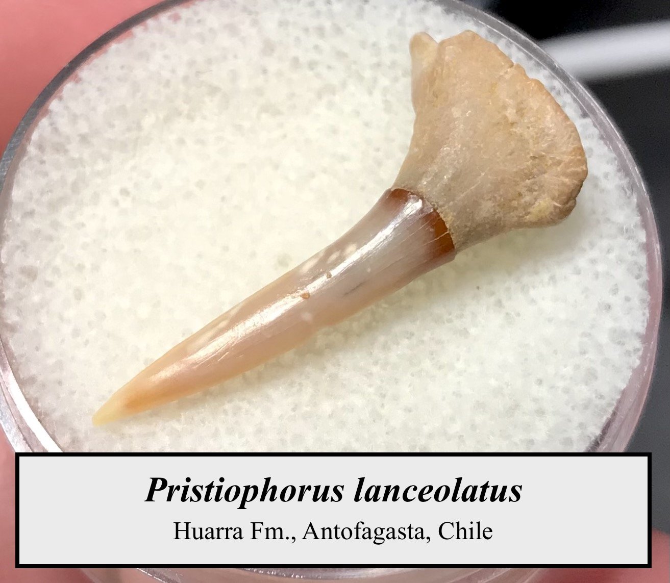 Pristiophorus lanceolatus