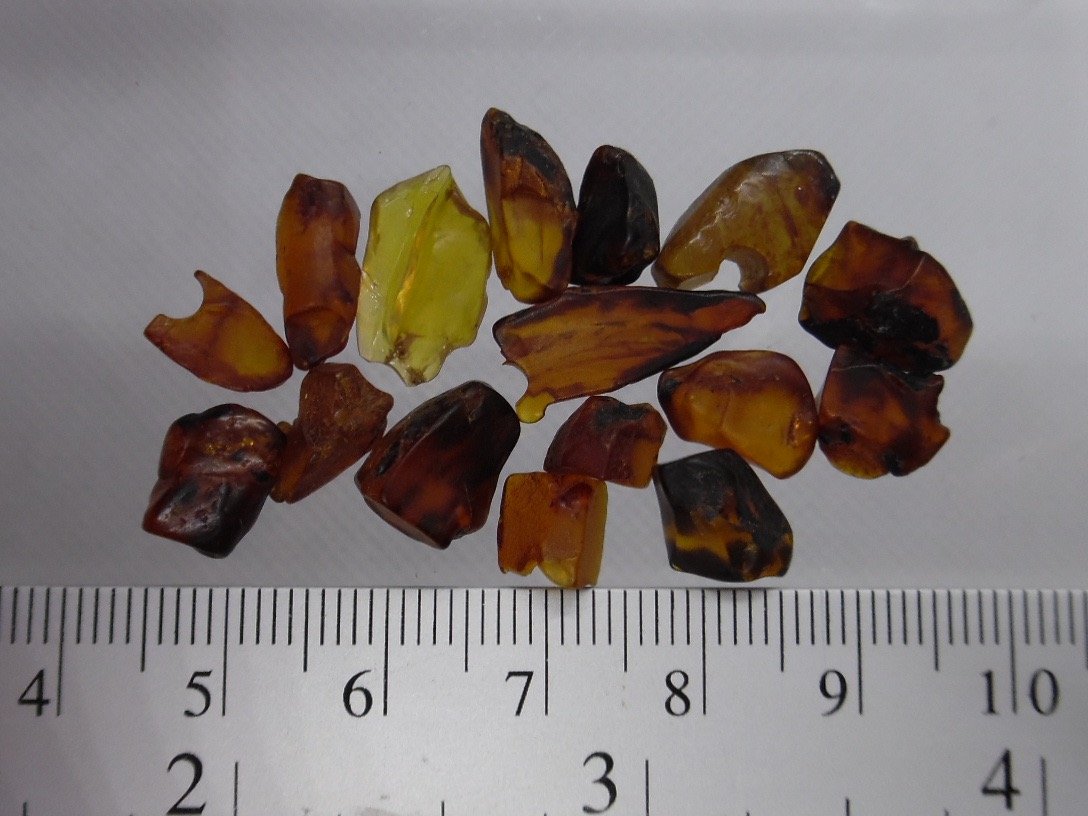 Canadian Amber (Allenby Fm., 52.5-48 Ma)
