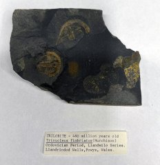 Trinucleus fimbriatus (Murchison) Trilobite