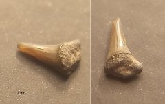 Small shark tooth