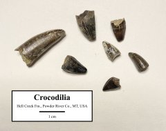 Crocodilian teeth