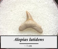 Alopias latidens