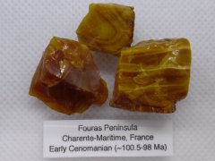 Charentes Amber (Fouras Peninsula, ~100.5-98 Ma)
