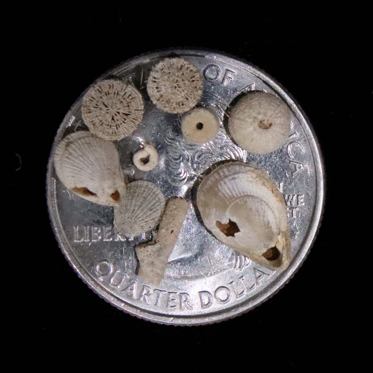 canal finds 1-14-21.jpg