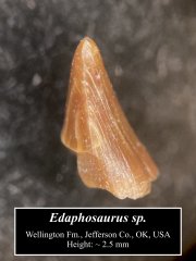 Edaphosaurus tooth (2)
