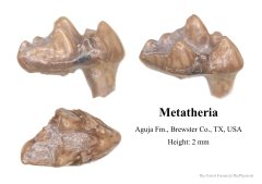 Metatherian molar