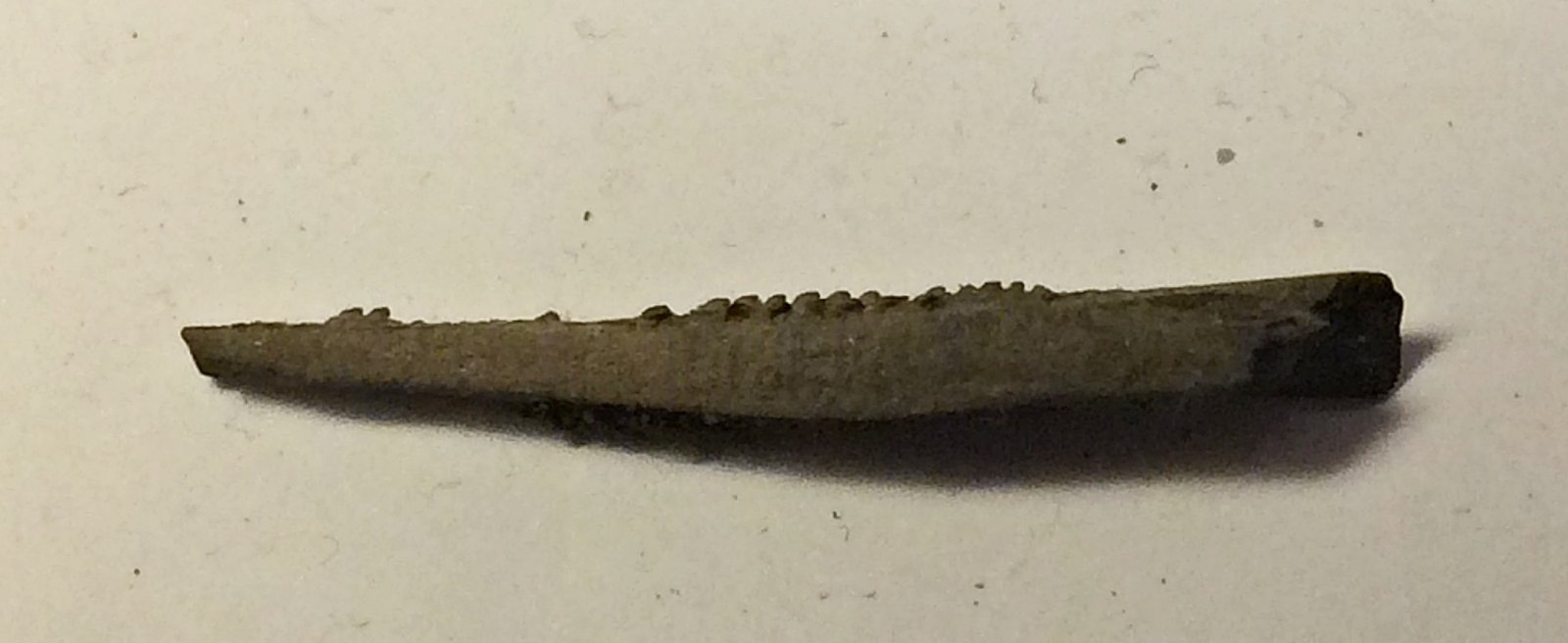 Ratfish Spine from Big Brook, N.J.IMG_7858