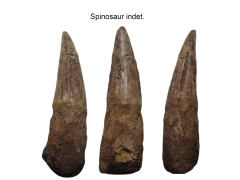 spinosaur tooth