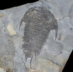 Canada/Newfoundland/Cambrian/Middle Cambrian