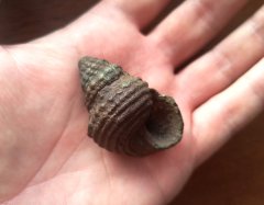 Big Kimmeridgian gastropod