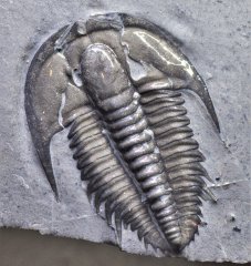 Canada/BC/Cambrian/Upper Cambrian