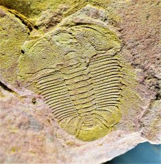 China/Guangxi/Cambrian/Upper Cambrian