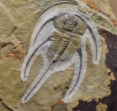 USA/Nevada/Cambrian/Lower Cambrian