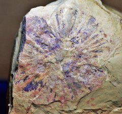 China/Yunnan/Cambrian/Lower Cambrian