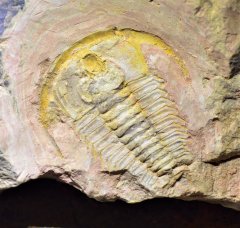 China/Yunnan/Cambrian/Lower Cambrian