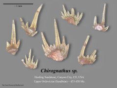 Chirognathus sp.