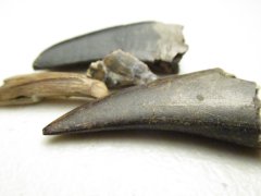 Tyrannosaur tooth collection