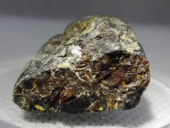 Golling Amber (Roßfeld Fm., 132.9-129.4 Ma)