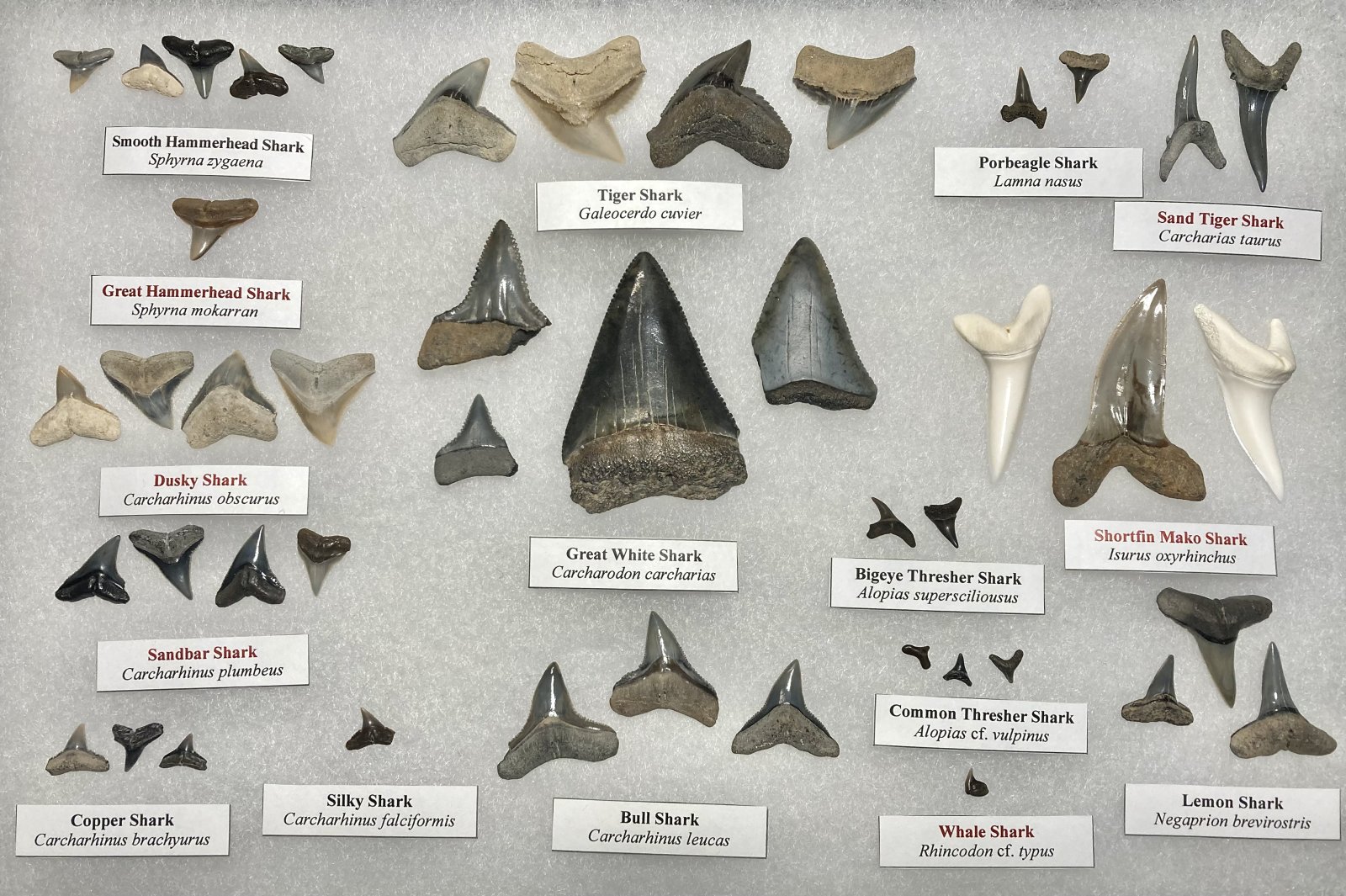 Modern species shark tooth display