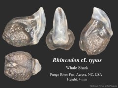 Whale shark tooth (2)