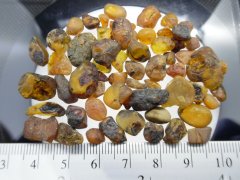 Alaskan Amber (Beluga Fm. [Kenai Group], ~11.6-5.3 Ma)