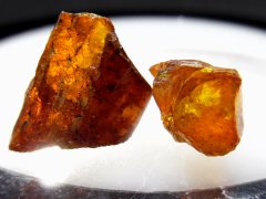Oise Amber (Argiles à lignites du Soissonnais, Lowermost Eocene [~56-53 Ma])