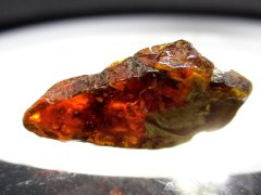 Sakhalin Amber (Naibuchi Fm., Middle Eocene [~47.8-38 Ma])