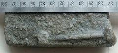 Upper Ordovician ichnofossil - bifungites (?)