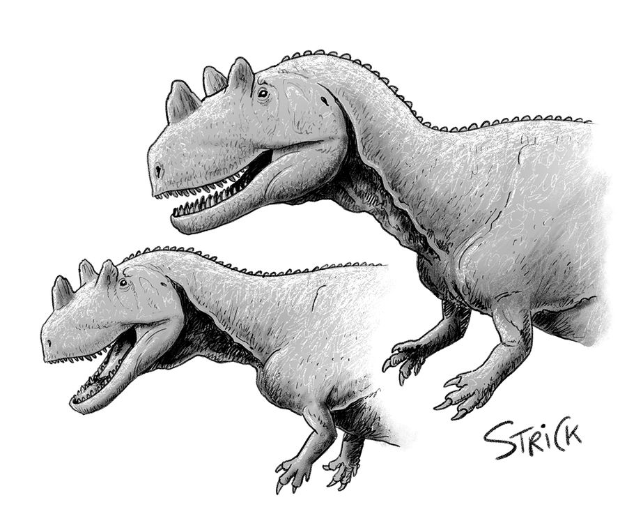 ceratosaurus_pair_sketch_by_strick67_decy7s9-fullview.jpg.607f4ad45beefb5955613417bffacda7.jpg