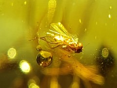 Muscoid Fly (Dominican Amber)